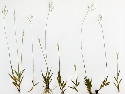 Yvesia madagascariensis, photographed by bat (Maria Vorontsova)
