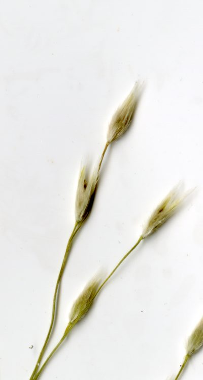 Yvesia madagascariensis, photographed by bat (Maria Vorontsova)