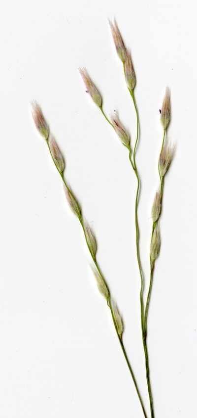 Yvesia madagascariensis, photographed by bat (Maria Vorontsova)