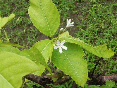 Holarrhena pubescens, photographed by S.MORE