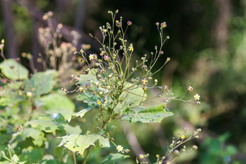 Wissadula amplissima, photographed by Melissa McMasters