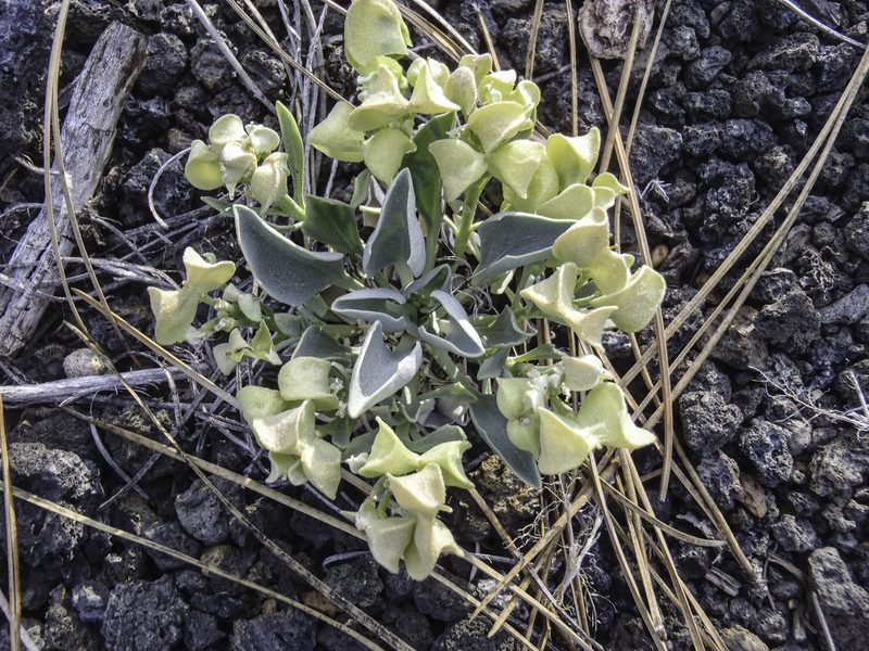 Physaria newberryi, photographed by Craig Martin