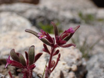 Erythranthe breweri, photographed by Martin Purdy