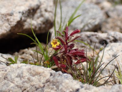 Erythranthe suksdorfii, photographed by Martin Purdy