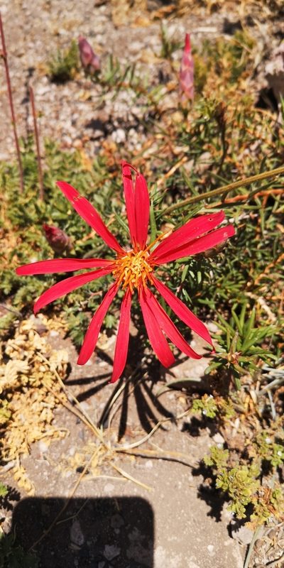 Mutisia subulata, photographed by Darío De la Fuente