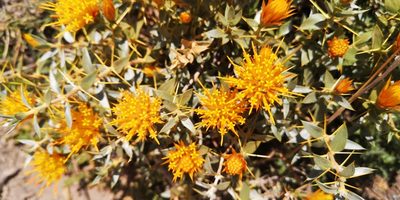 Chuquiraga oppositifolia, photographed by Darío De la Fuente