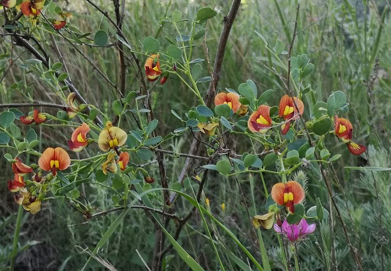 Colutea orientalis, photographed by Todd Boland
