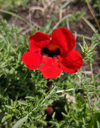 Phelypaea coccinea, photographed by Todd Boland