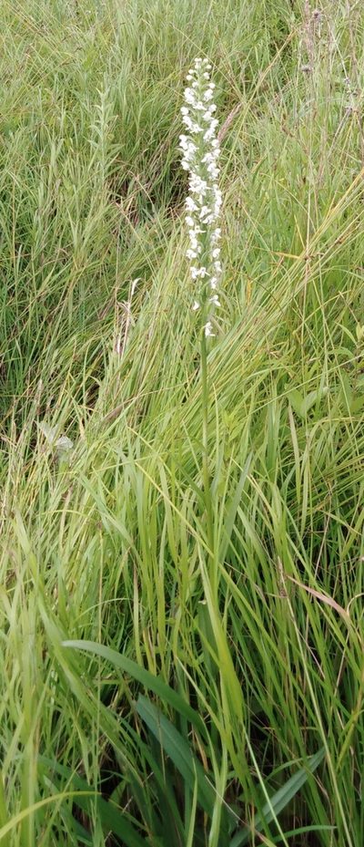 Platanthera hologlottis, photographed by Николай Соболев
