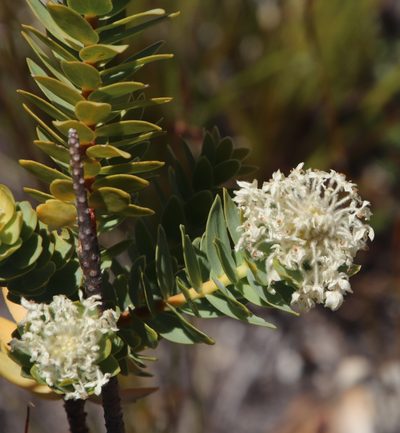 Lachnaea pomposa, photographed by Tony Rebelo