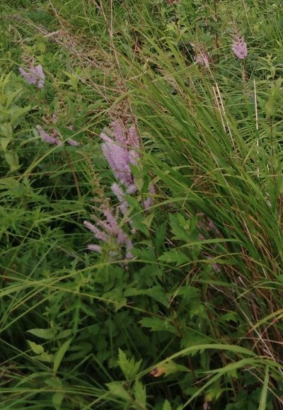 Astilbe chinensis, photographed by Николай Соболев