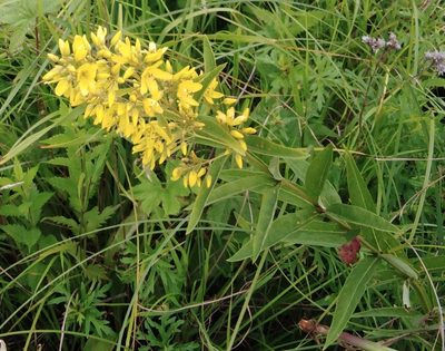 Lysimachia davurica, photographed by Николай Соболев