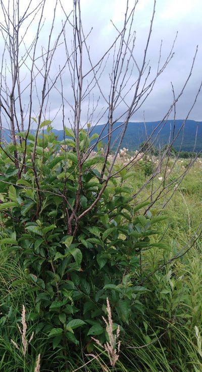 Alnus japonica, photographed by Николай Соболев