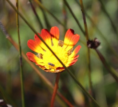 Ursinia oreogena, photographed by Tony Rebelo