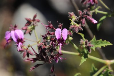 Pelargonium hispidum, photographed by Tony Rebelo