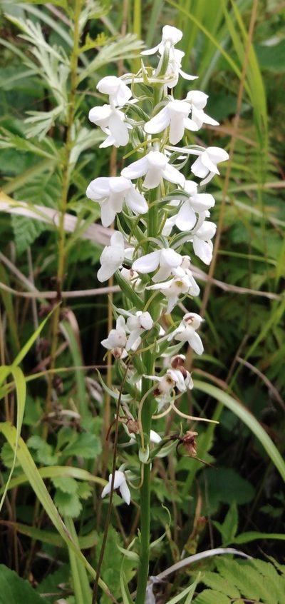 Platanthera hologlottis, photographed by Николай Соболев