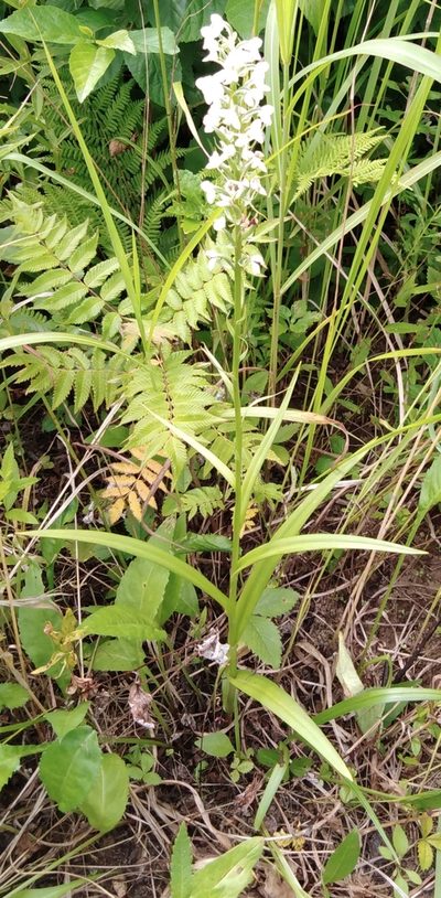 Platanthera hologlottis, photographed by Николай Соболев
