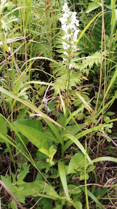 Platanthera hologlottis, photographed by Николай Соболев