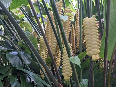 Calathea crotalifera, photographed by Zoltán Stekkelpak