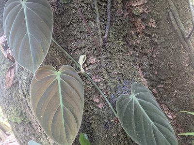 Philodendron hederaceum, photographed by Zoltán Stekkelpak