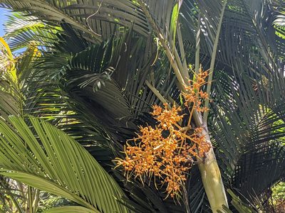 Chrysalidocarpus lutescens, photographed by Zoltán Stekkelpak