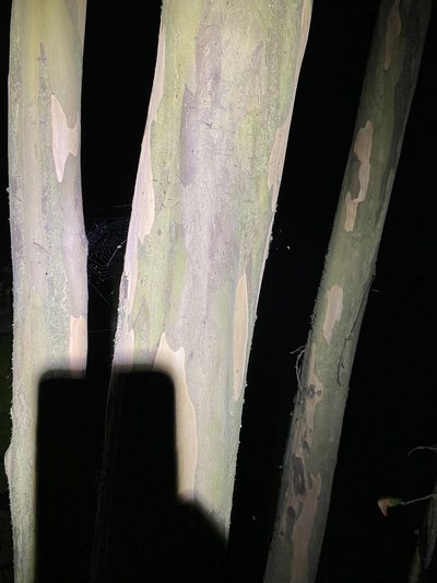 Gossia acmenoides, photographed by Greg Tasney