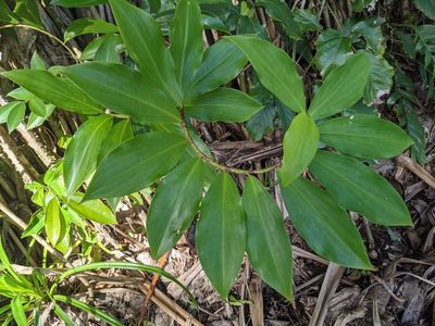 Costus woodsonii, photographed by Zoltán Stekkelpak