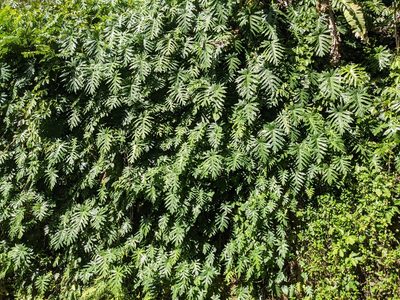 Philodendron radiatum, photographed by Zoltán Stekkelpak