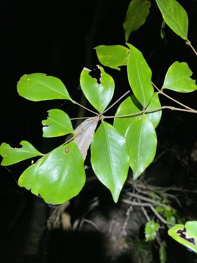 Gossia acmenoides, photographed by Greg Tasney