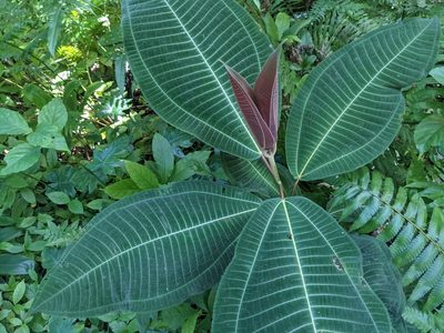 Miconia calvescens, photographed by Zoltán Stekkelpak