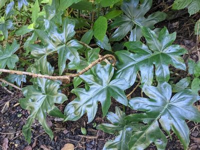 Philodendron lacerum, photographed by Zoltán Stekkelpak