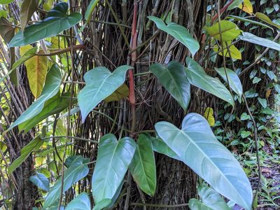 Philodendron erubescens, photographed by Zoltán Stekkelpak