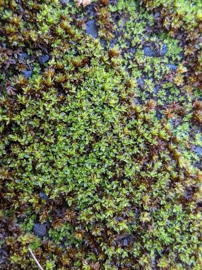 Hyophila involuta, photographed by Zoltán Stekkelpak
