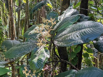 Miconia calvescens, photographed by Zoltán Stekkelpak