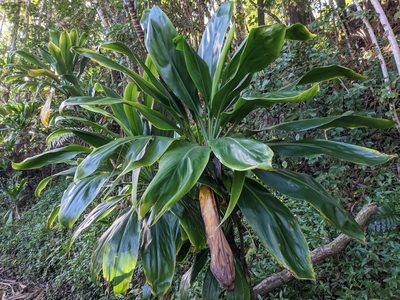 Cordyline fruticosa, photographed by Zoltán Stekkelpak