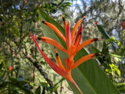 Heliconia psittacorum, photographed by Zoltán Stekkelpak