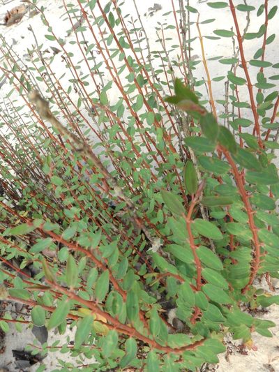 Euphorbia duckei, photographed by Nelson Wisnik