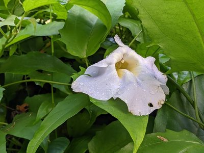 Thunbergia laurifolia, photographed by Zoltán Stekkelpak