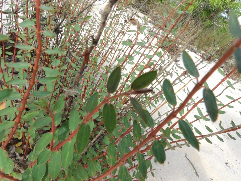 Euphorbia duckei, photographed by Nelson Wisnik