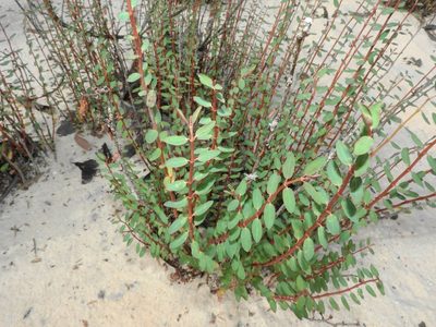 Euphorbia duckei, photographed by Nelson Wisnik