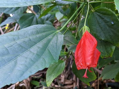 Malvaviscus penduliflorus, photographed by Zoltán Stekkelpak