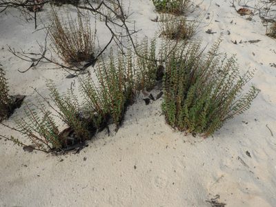 Euphorbia duckei, photographed by Nelson Wisnik