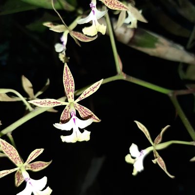Epidendrum stamfordianum, photographed by Arthur de Jesús Chavarría Pérez