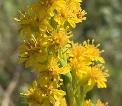 Solidago mexicana, photographed by natalie