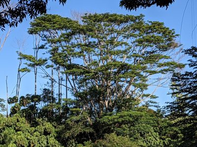 Falcataria falcata, photographed by Zoltán Stekkelpak
