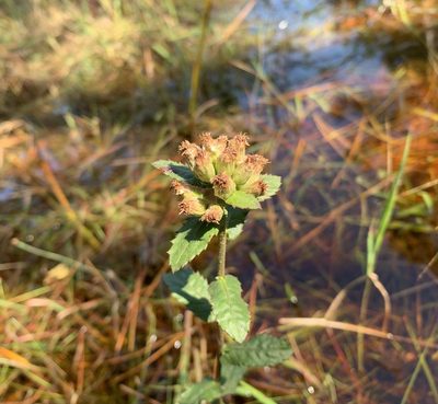 Pluchea foetida, photographed by natalie