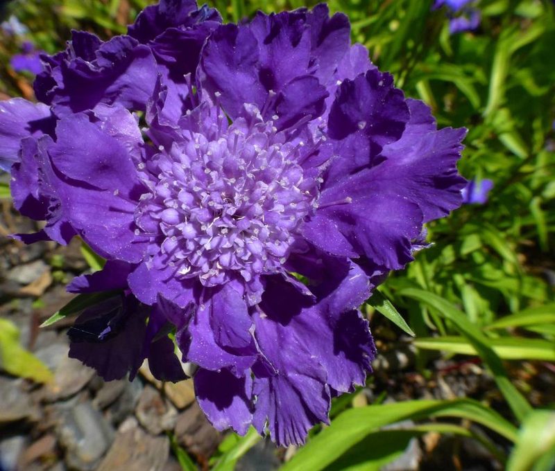 Lomelosia caucasica, photographed by Steve Kerr