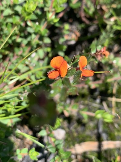 Oxylobium cordifolium, photographed by Guy Taseski