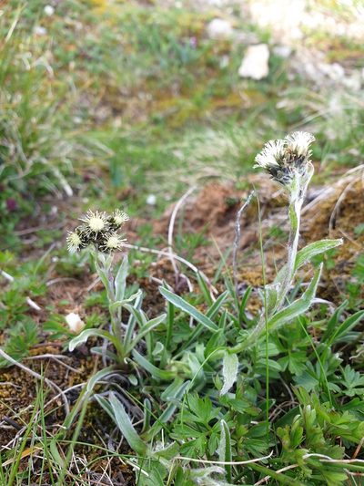 Antennaria carpatica, photographed by Étienne Léveillé-Bourret