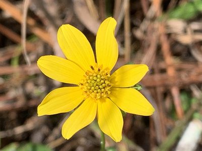 Bidens mitis, photographed by natalie